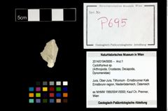Foto (Objekt + Etikett) von Cyclothyreus sp.  (NHMW-GEO-2014-0194-0695)